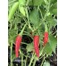 Mascapocse Pepper Seeds Mascapocse Pepper Seeds