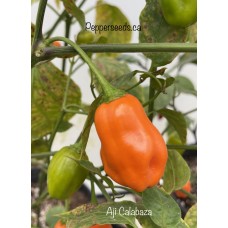 Aji Calabaza Pepper Seeds 