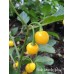 Bode Amarillo Yellow Pepper Seeds