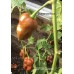 JAFSH Caramel Pepper Seeds 
