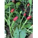 PI 16941 Pepper Seeds PI 16941 Pepper Seeds