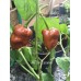 JAFSH Caramel Pepper Seeds 