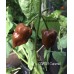 JAFSH Caramel Pepper Seeds 