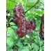 7-Pot Brown Long Pepper Seeds 