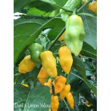 Datil x Limon Yellow Pepper Seeds 