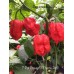 7-Pot Crown Of Thorns Red Pepper Seeds 