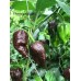 Bhutlah Chocolate Pepper Seeds  