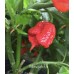 Moruglah F3 Pepper Seeds Moruglah F3 Pepper Seeds