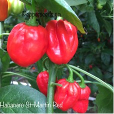 Habanero St-Martin Red Pepper Seeds