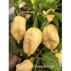 BOC x Aji Pineapple Cream Pepper Seeds BOC x Aji Pineapple Cream Pepper Seeds