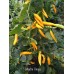 Madre Viega Pepper Seeds Madre Viega Pepper Seeds