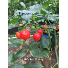 APS Hot Cherry Pepper Seeds 