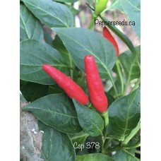 Cap 378 Pepper Seeds 