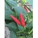 Cap 378 Pepper Seeds 