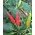 Cap 378 Pepper Seeds 