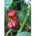 Purple Habanero Pepper Seeds 