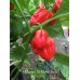 Habanero St-Martin Red Pepper Seeds
