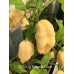 BOC x Aji Pineapple Cream Pepper Seeds BOC x Aji Pineapple Cream Pepper Seeds