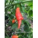 Trinidad Scorpion SR Long Pepper Seeds
