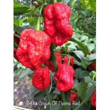 7-Pot Crown Of Thorns Red Pepper Seeds 