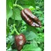 Bhutlah Chocolate Pepper Seeds  