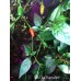 Pea