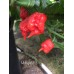 Moruglah F3 Pepper Seeds Moruglah F3 Pepper Seeds