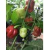Purple Habanero Pepper Seeds 