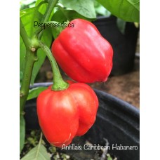 Antillais Caribbean Habanero Pepper Seeds