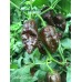 Bhutlah Chocolate Pepper Seeds  