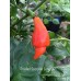 Trinidad Scorpion SR Long Pepper Seeds