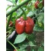 Purple Habanero Pepper Seeds 