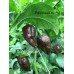 Bhutlah Chocolate Pepper Seeds  