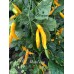 Madre Viega Pepper Seeds Madre Viega Pepper Seeds