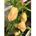 BOC x Aji Pineapple Cream Pepper Seeds BOC x Aji Pineapple Cream Pepper Seeds