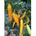 Madre Viega Pepper Seeds Madre Viega Pepper Seeds