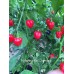 Habanero Red Dommica Pepper Seeds Habanero Red Dommica Pepper Seeds