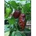 Jays Ghost Pepper Chocolate Pepper Seeds
