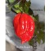 Brazilian Reaper X Pepper Seeds Brazilian Reaper X Pepper Seeds