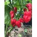 7-Pot Long Red Pepper Seeds