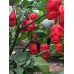 7-Pot Red Hot Peter Pepper Seeds 