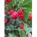 7-Pot Red Hot Peter Pepper Seeds 