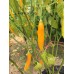 Cap 1152 Pepper Seeds Cap 1152 Pepper Seeds
