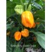 Burkina Yellow Scotch Bonnet Pepper Seeds