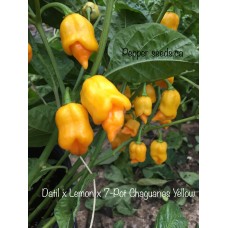 Datil x Lemon x 7-Pot Chaguanas Yellow Pepper Seeds Datil x Lemon x 7-Pot Chaguanas Yellow Pepper Seeds