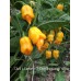 Datil x Lemon x 7-Pot Chaguanas Yellow Pepper Seeds 