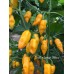 Datil x Limon Yellow Pepper Seeds Datil x Limon Yellow Pepper Seeds