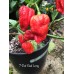 7-Pot Long Red Pepper Seeds