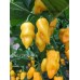 Datil x Limon Yellow Pepper Seeds Datil x Limon Yellow Pepper Seeds