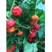 Red Blob Pepper Seeds 
